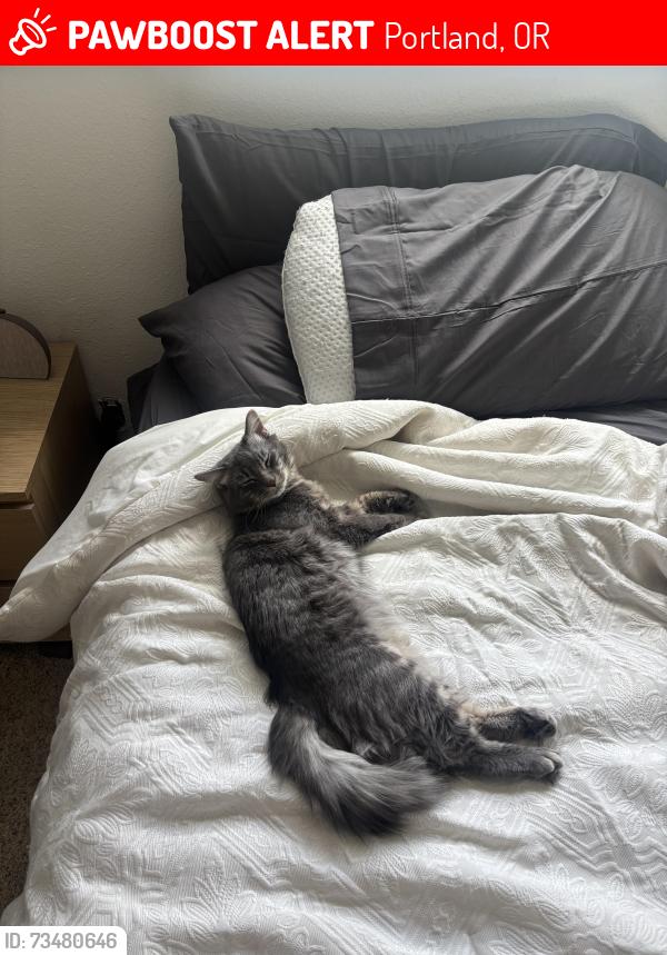 Lost Male Cat last seen NE 82nd Avenue near in between sandy and Fremont, Portland, OR 97220