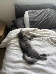 Lost Male Cat last seen NE 82nd Avenue near in between sandy and Fremont, Portland, OR 97220