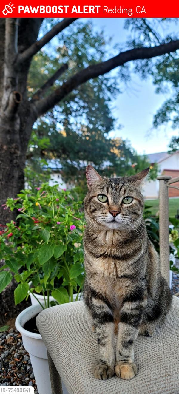 Lost Female Cat last seen College view - Ortega ct 96003, Redding, CA 96003