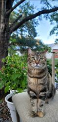 Lost Female Cat last seen College view - Ortega ct 96003, Redding, CA 96003