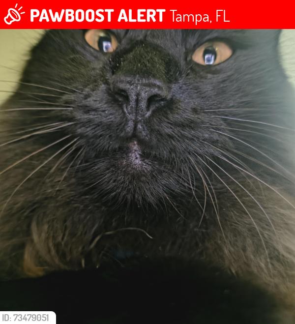 Lost Male Cat last seen Bruce b downs Blvd, Tampa, FL 33613