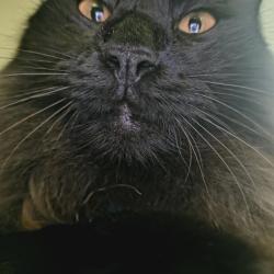 Lost Male Cat last seen Bruce b downs Blvd, Tampa, FL 33613