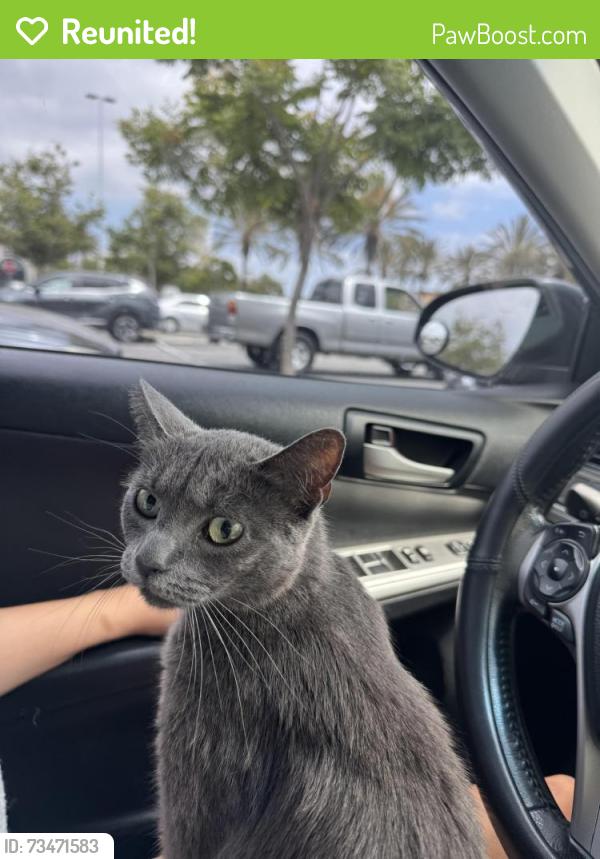Reunited Female Cat last seen Charmant Dr and Lebon Dr, San Diego California Temple, San Diego, CA 92122