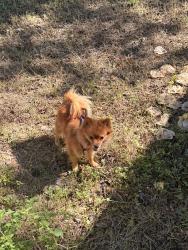 Found/Stray Female Dog last seen Centerville/ Joaquin, Dallas, TX 75201