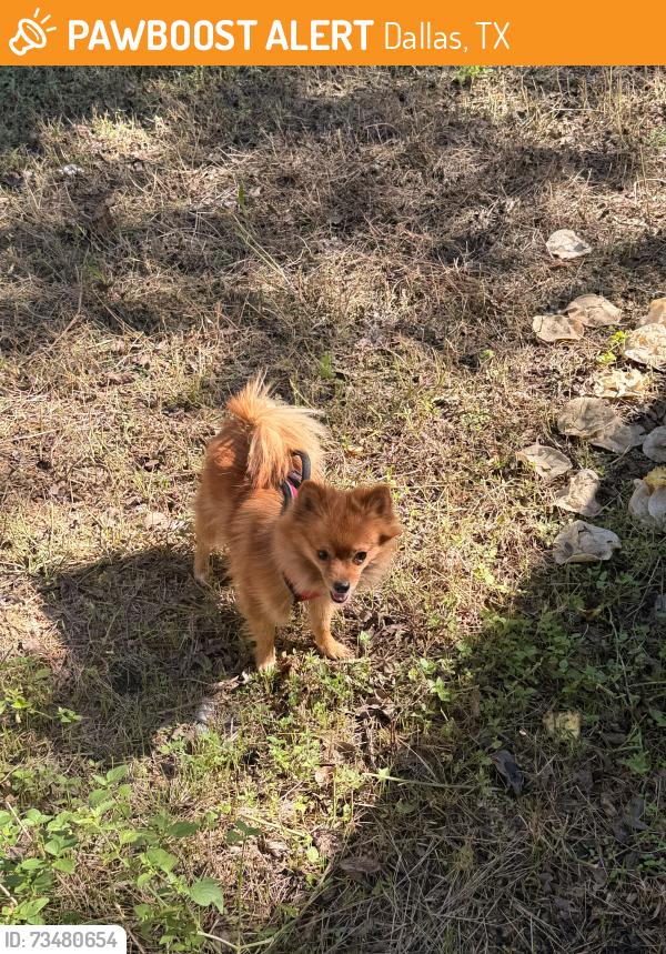 Found/Stray Female Dog last seen Centerville/ Joaquin, Dallas, TX 75201