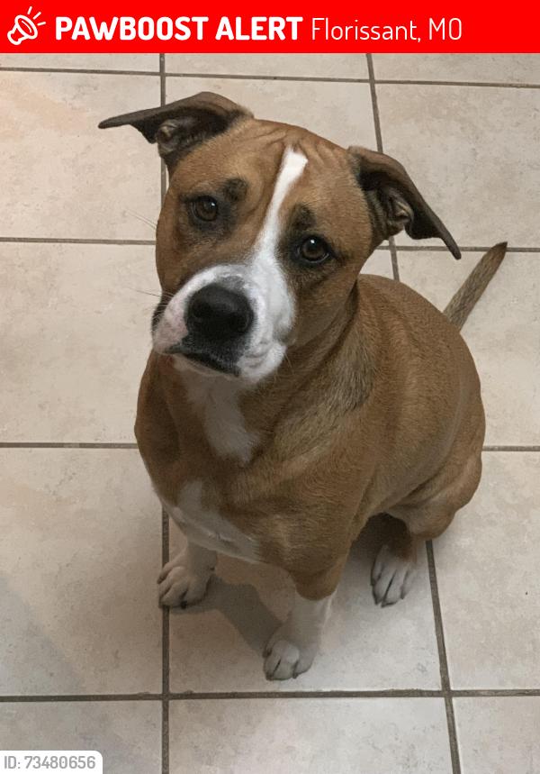 Lost Female Dog last seen Near Indiancup, Florissant, MO 63033