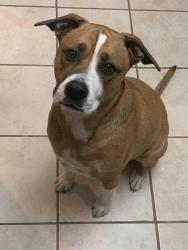 Lost Female Dog last seen Near Indiancup, Florissant, MO 63033