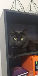 Lost Male Cat last seen Leo's Market across from Speedway., Greenfield, IN 46140