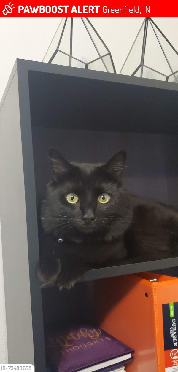 Lost Male Cat last seen Leo's Market across from Speedway., Greenfield, IN 46140