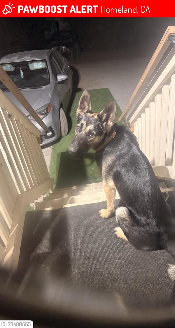 Lost Female Dog last seen Highway 74, Homeland, CA 92548