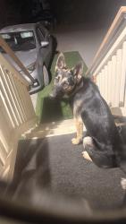 Lost Female Dog last seen Highway 74, Homeland, CA 92548