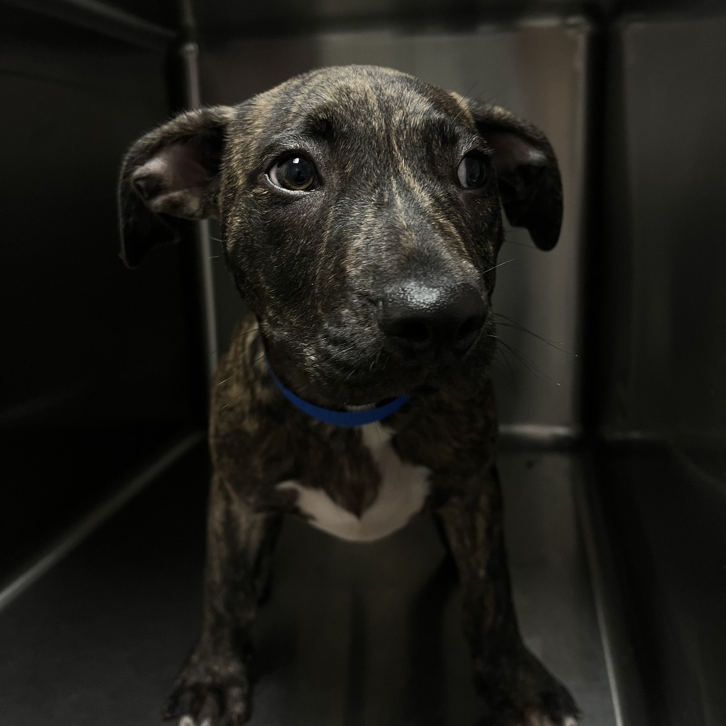 Shelter Stray Male Dog last seen , 4500 N Access Rd, Chattanooga, TN 37415, USA