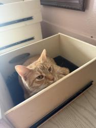 Reunited Female Cat last seen Near Elmo circle, Kissimmee, FL 34746