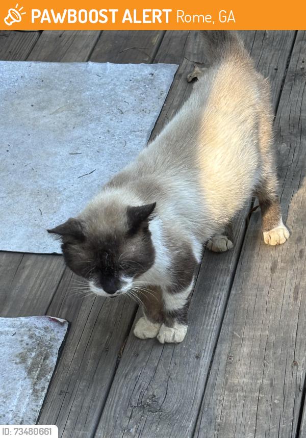 Found/Stray Male Cat last seen Livingston Road, Rome, GA 30161