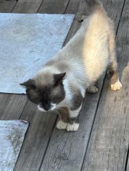 Found/Stray Male Cat last seen Livingston Road, Rome, GA 30161