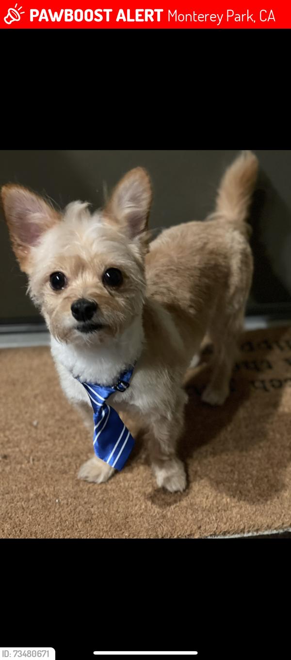Lost Male Dog last seen N Sierra Vista St, Monterey Park, CA 91755