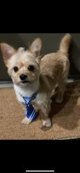Lost Male Dog last seen N Sierra Vista St, Monterey Park, CA 91755