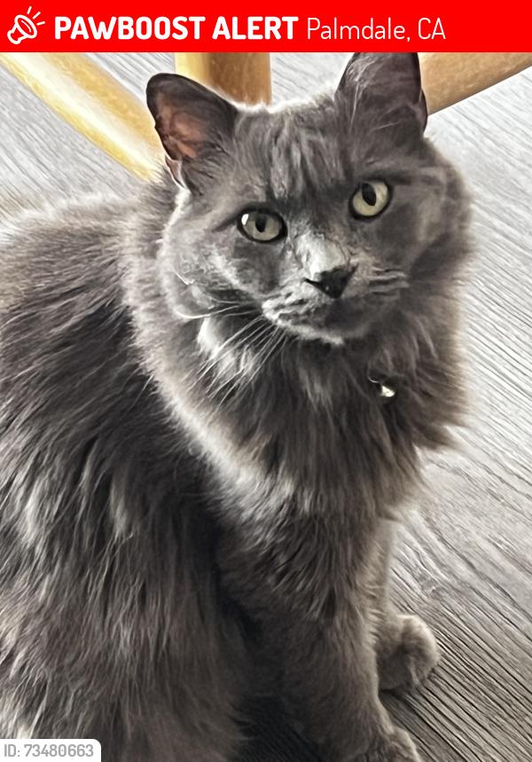 Lost Female Cat last seen 11th St East and Palmdale Blvd, Palmdale, CA 93550