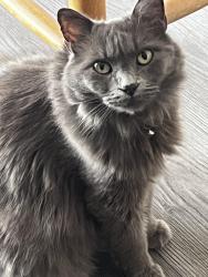 Lost Female Cat last seen 11th St East and Palmdale Blvd, Palmdale, CA 93550