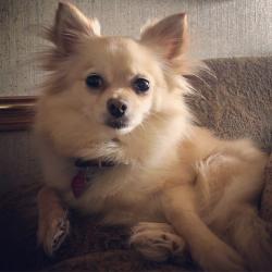 Lost Female Dog last seen Dyson creek dry prong side, Dry Prong, LA 71423