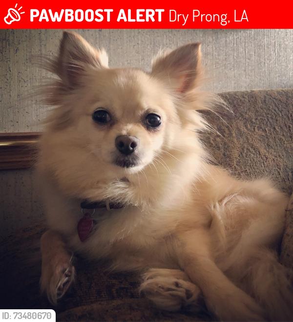 Lost Female Dog last seen Dyson creek dry prong side, Dry Prong, LA 71423