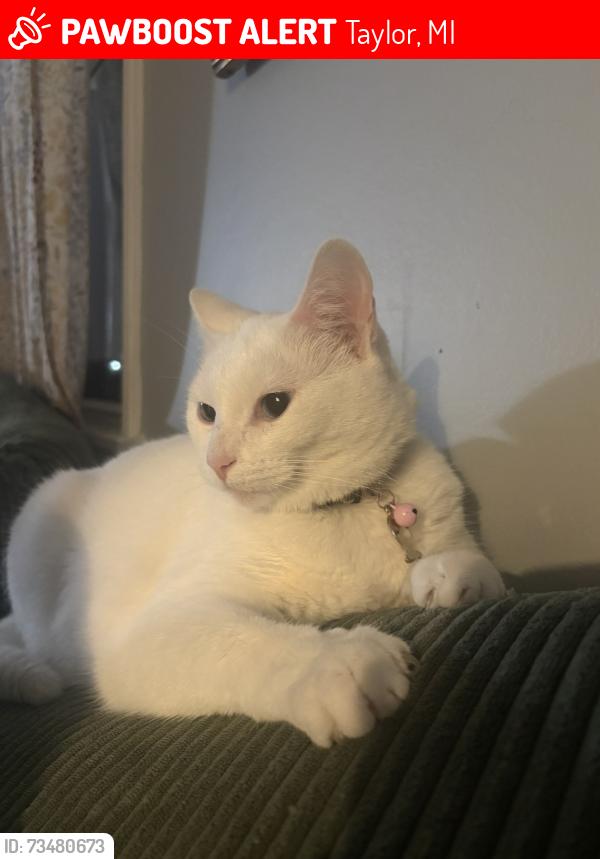 Lost Female Cat last seen Pelham and ecorse, Taylor, MI 48180