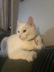 Lost Female Cat last seen Pelham and ecorse, Taylor, MI 48180