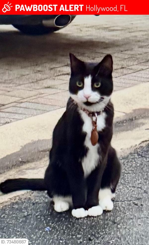 Lost Male Cat last seen 7213-7229 Taft Street Hollywood, FL 33024, Hollywood, FL 33024