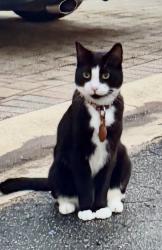 Lost Male Cat last seen 7213-7229 Taft Street Hollywood, FL 33024, Hollywood, FL 33024