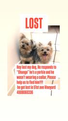 Reunited Male Dog last seen 51st ave, Vineyard, Phoenix, AZ 85339