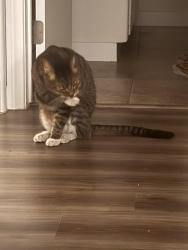 Reunited Male Cat last seen Verdugo and Verdugo Loma Dr, near Glendale Community College, Glendale, CA 91208
