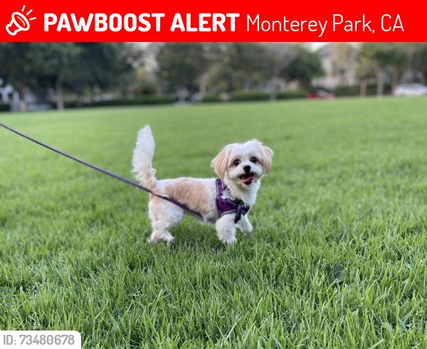Lost Female Dog last seen N Sierra Vista St, Monterey Park, CA 91755