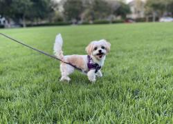 Lost Female Dog last seen N Sierra Vista St, Monterey Park, CA 91755