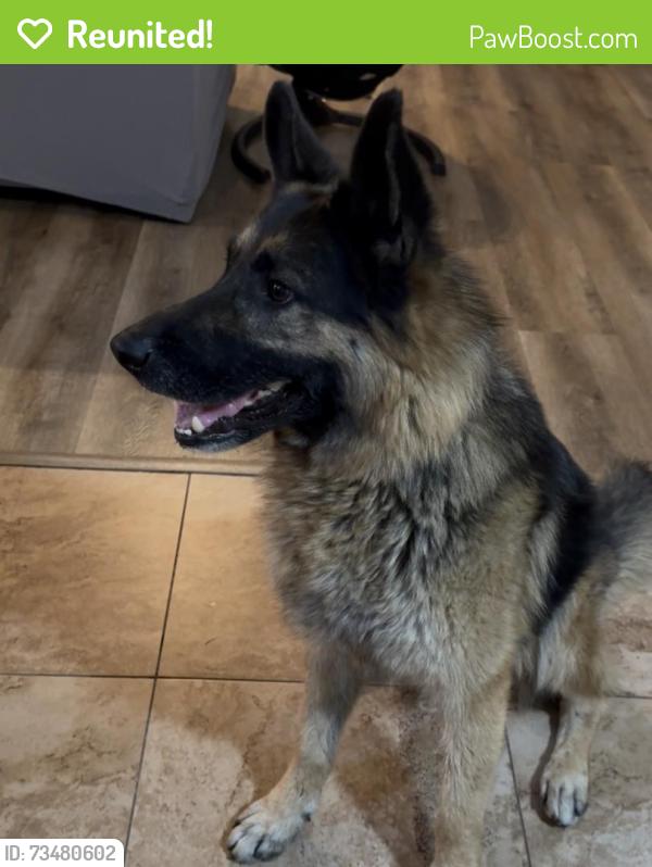 Reunited Male Dog last seen Myrtle and Filbert St, Stockton, CA 95205