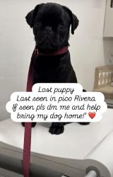 Lost Male Dog last seen Mines ave , Calico ave , aldrich st pico Rivera ca, Pico Rivera, CA 90660