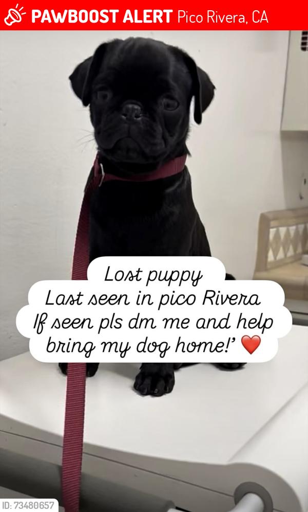 Lost Male Dog last seen Mines ave , Calico ave , aldrich st pico Rivera ca, Pico Rivera, CA 90660