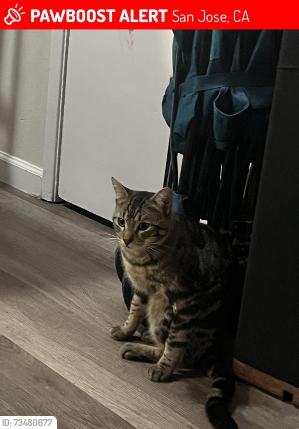 Lost Male Cat last seen Parkview and Parkwest dr, San Jose, CA 95130