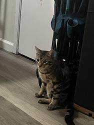 Lost Male Cat last seen Parkview and Parkwest dr, San Jose, CA 95130