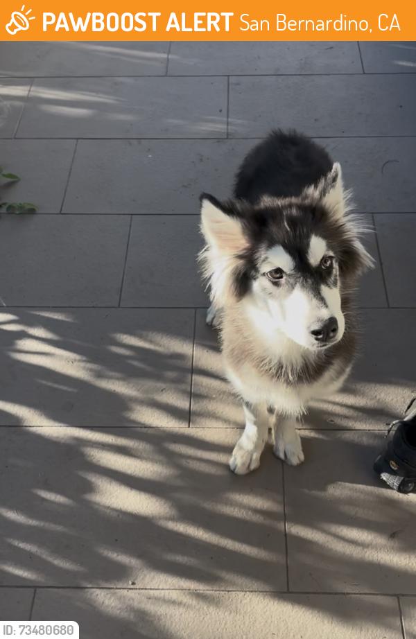 Found/Stray Female Dog last seen Waterman, San Bernardino, CA 92401