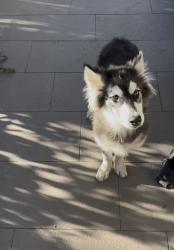 Found/Stray Female Dog last seen Waterman, San Bernardino, CA 92401