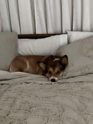 Reunited Male Dog last seen Cheyenne and Grand canyon, Las Vegas, NV 89128