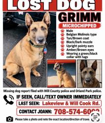 Lost Male Dog last seen 133rd and will cook road, Orland Park, IL 60467