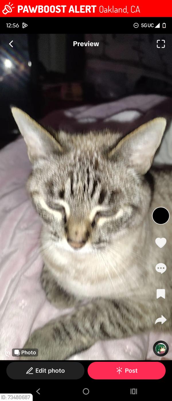 Lost Female Cat last seen garfield and 78th ave, Oakland, CA 94605