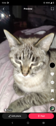 Lost Female Cat last seen garfield and 78th ave, Oakland, CA 94605