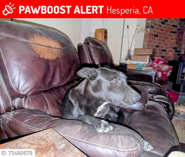 Lost Female Dog last seen Cedar st and mesa linda, Hesperia, CA 92344