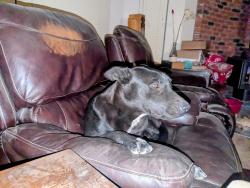 Lost Female Dog last seen Cedar st and mesa linda, Hesperia, CA 92344