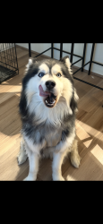 Lost Male Dog last seen Westvale Rd, San Diego, CA 92129