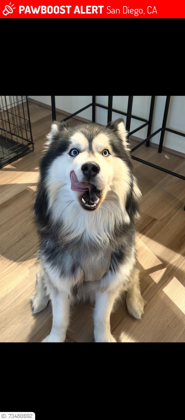 Lost Male Dog last seen Westvale Rd, San Diego, CA 92129