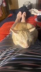 Lost Male Cat last seen Near SE 15th street, Bentonville, AR 72712