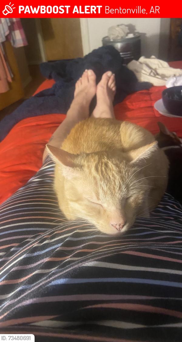 Lost Male Cat last seen Near SE 15th street, Bentonville, AR 72712